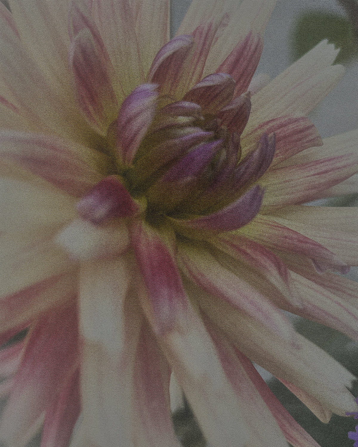Close-up flower with a Canvas Fade effect, featuring soft textures, faded details, and a subtle artistic canvas-inspired appearance.